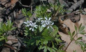Check spelling or type a new query. Harbinger Of Spring Erigenia Bulbosa