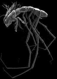 Image result for Macrotyloma ellipticum