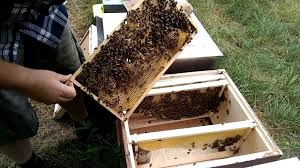 Bienenvolker Einfach Vermehren Teil 4 Kontrolle Futtern Konigin Zeic Bienen Bienenhaltung Bienenzucht