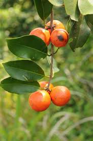 Image result for Salacia