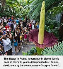 Once Every Ten Years Corpse Flower Plants Flowers