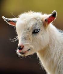 Pygmy Goat Sweet Eyes Pygmy Goats Pinterest Beautiful Eyes And Sweet