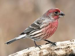 Maybe you would like to learn more about one of these? House Finch Identification All About Birds Cornell Lab Of Ornithology