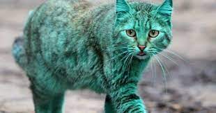 the mystery of a green cat in the streets of bulgaria beautiful cats cats unique cats