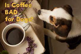 Is Coffee Bad For Dogs There S Only One Safe Answer In 2021 Take Off Clothes Awkward Funny Personal Training Business