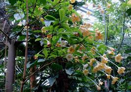 Image result for Rothmannia longiflora
