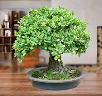 Oxygeen Lucky Banyan Live Plant Bonsai Marri Baniyana baragad Paniyan  Banyan Malayan Banyan Indian Laurel Ficus Curtain Fig Tree Ficus Long  Island ...