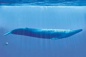 Comparación entre ballena y humano