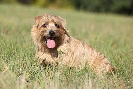 Norfolk terrier pictures from animal photography stock photos | image library of cat pictures, dog pictures, horse pictures and many other animal website disabled. Norfolk Terrier Dog Breed Information
