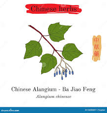Image result for Alangium chinense