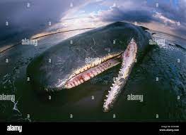 Denti balena immagini