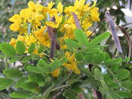 Image result for Fernandoa abbreviata