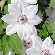 Check spelling or type a new query. Clematis Snow Queen Plants Thompson Morgan