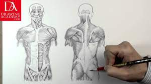 Muscles In Human Body Presented By Drawing Academy .Com 31-2 - Youtube
