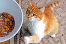 She is also a cat. Is Vegan Cat Food Okay Catster