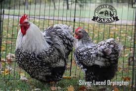 Silver Laced Orpington Chicken Ridge Farm