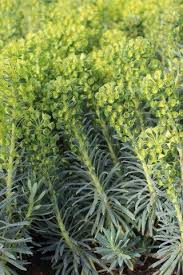 Image result for Euphorbia serratifolia