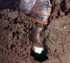 Maybe you would like to learn more about one of these? Brown Garden Snail Bugwoodwiki