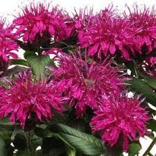 Monarda Balmy Purple Ppaf Purple Plants Bee Balm Spring Plants