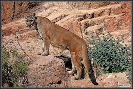 Living With Mountain Lions Pumas Cougars Arizona Game Fish Dept Tips Arizona Game And Fish Mojave Desert Mojave