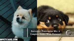 Price in dehiwala, sri lanka is ₨. Pomeranian Rottweiler Mix Name Pets Lovers