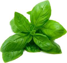Pin By Clare Power On My First Tattoo Inspiration Benefits Of Basil Basil Leaves Herbs