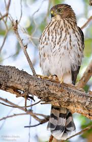 Black And White Hawk Eagle Texas Fledgling Coopers Hawk Cooper S Hawk Beautiful Birds Birds