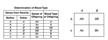 Start studying chicken/mouse genetic gizmo. Genetics And Heredity Review Flashcards Quizlet