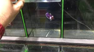 Betta Shop In Thailand Betta Shopping Thailand