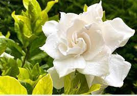 Pin On Wedding Flowers