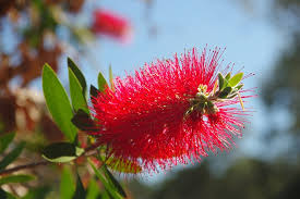 Check spelling or type a new query. Australian Native Plants The Essential Guide Better Homes And Gardens