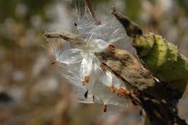 Image result for Asclepias buchwaldii