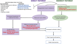 frontiers biomarkers for macrosomia prediction in