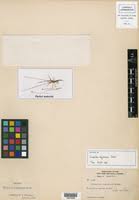 Image result for Eriocaulon abyssinicum