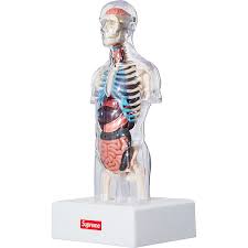 Early biologists saw cells as simple membranous sacs containing fluid and a few floating particles. Details Supreme Male Anatomy Model Supreme Community
