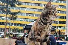 Maybe you would like to learn more about one of these? Parque Kennedy La Plaza De Peru Que Todo Catlover Debe Visitar