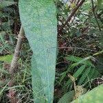 Image result for Anthocleista vogelii