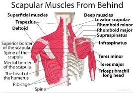 Note also that the ankle bone juts out on both sides of the foot, but is higher on the inside. Metaphysical Cause Of Shoulder Upper Back Pain Ravenstarshealingroom S Blog