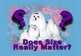Maltese Dog And Puppy Size Weight Does It Matter