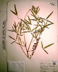 Image result for Crotalaria lanceolata