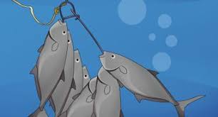 500mg of clove oil can quickly cause a painless death to troubled fish. 3 Ways To Humanely Kill A Fish Wikihow