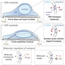 Jenny has 3 jobs listed on their profile. Force Triggers Yap Nuclear Entry By Regulating Transport Across Nuclear Pores Sciencedirect