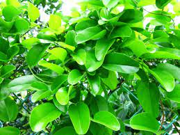 Browse through our collection of feminized seeds here. Yanang The Jelly Leaf Vine Tiliacora Triandra For Sale