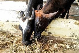 Semut selalu jatuh miring ke kanan jika diberi racun serangga. Baka Lembu Tenusu Di Muadzam Lasak Iklim Tropika Media Permata Online