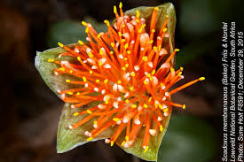 Image result for Scadoxus membranaceus