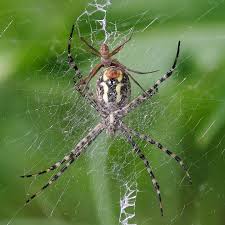 Check spelling or type a new query. Argiope Trifasciata Banded Garden Spider Banded Garden Orbweaver Banded Argiope Arthropodafotos De