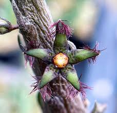 Image result for Huernia verekeri