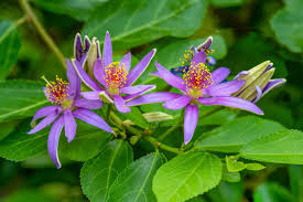 Image result for Grewia falcistipula