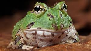 The Best Worst Frogs For Beginners Frogpets What kind of frog should i buy? the best worst frogs for beginners frogpets