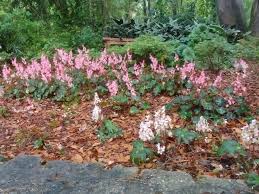 Ornamental begonias can be foliage or flowering and are categorized in the following groups based on their root structure. Perennial Rhizomatous Begonias Add Bold Texture And Color To North Florida Gardens Gardening In The Panhandle